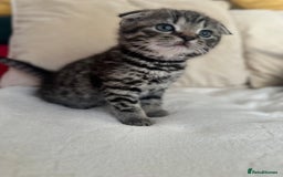 Mixed Breed cats for sale: Scottish fold mixed breed - Image 11