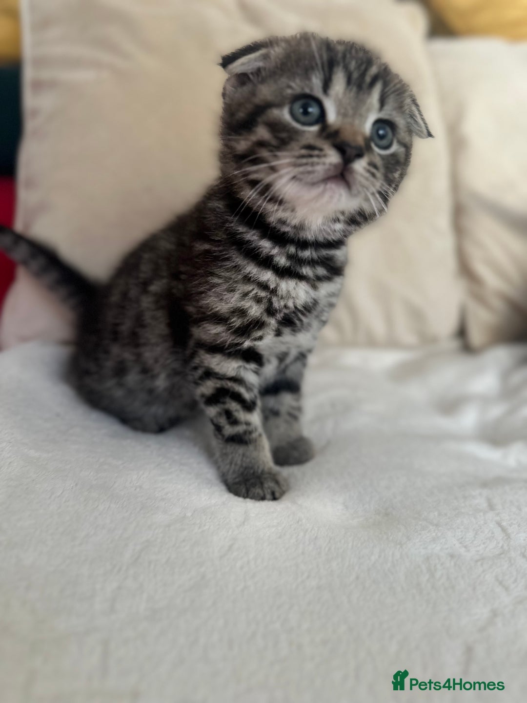 Mixed Breed cats for sale: Scottish fold mixed breed - Image 11