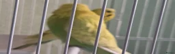 Budgerigars birds for sale: Exhibition budgie show budgie  in Birmingham - Advert 4