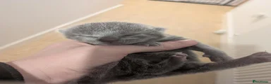 Russian Blue 1