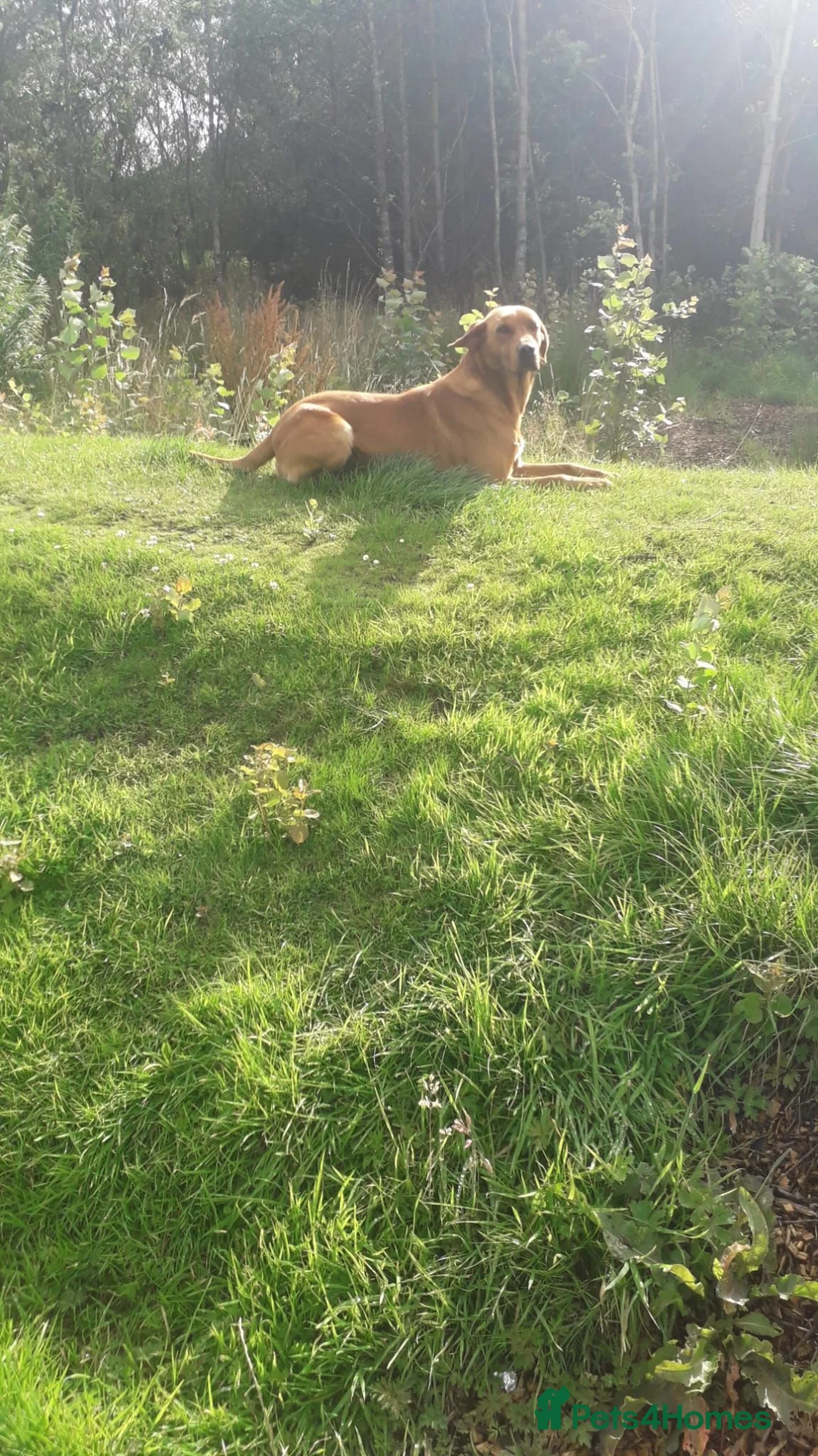 Labrador Retriever dogs for stud: Fox Red Labrador at Stud - Advert 3