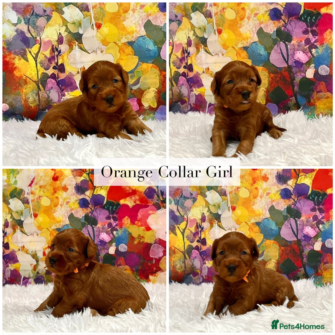 Cockapoo dogs for sale: ⭐️F2B Hypoallergenic DNA CLEAR Red Mini Cockapoos - Image 3
