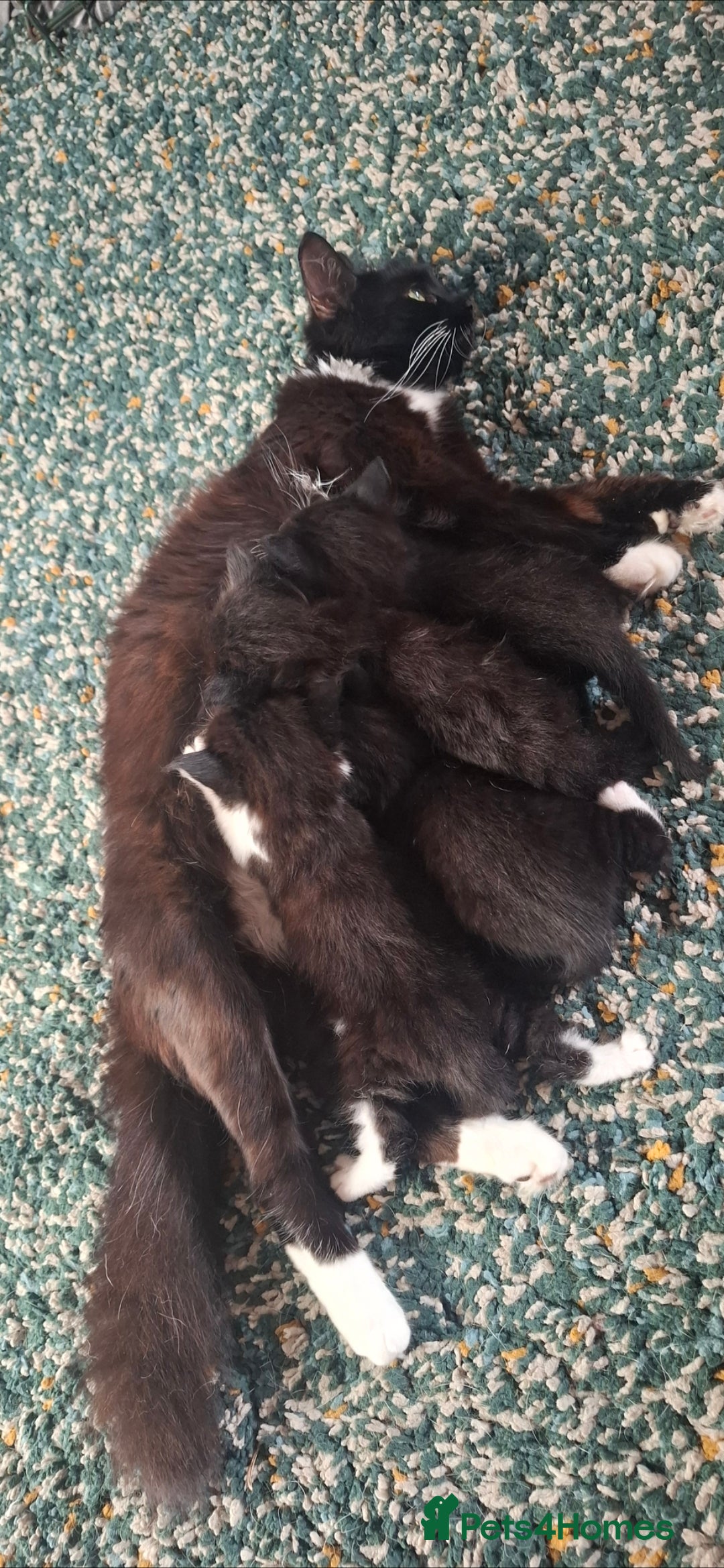 Mixed Breed cats for sale: Kittens for sale. Tuxedo, black and fluffy - Image 6