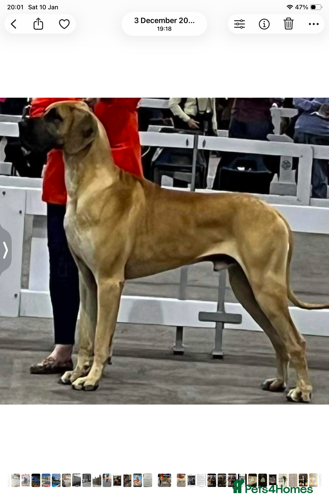 Great Dane dogs for sale: Primus Great Danes - Advert 5