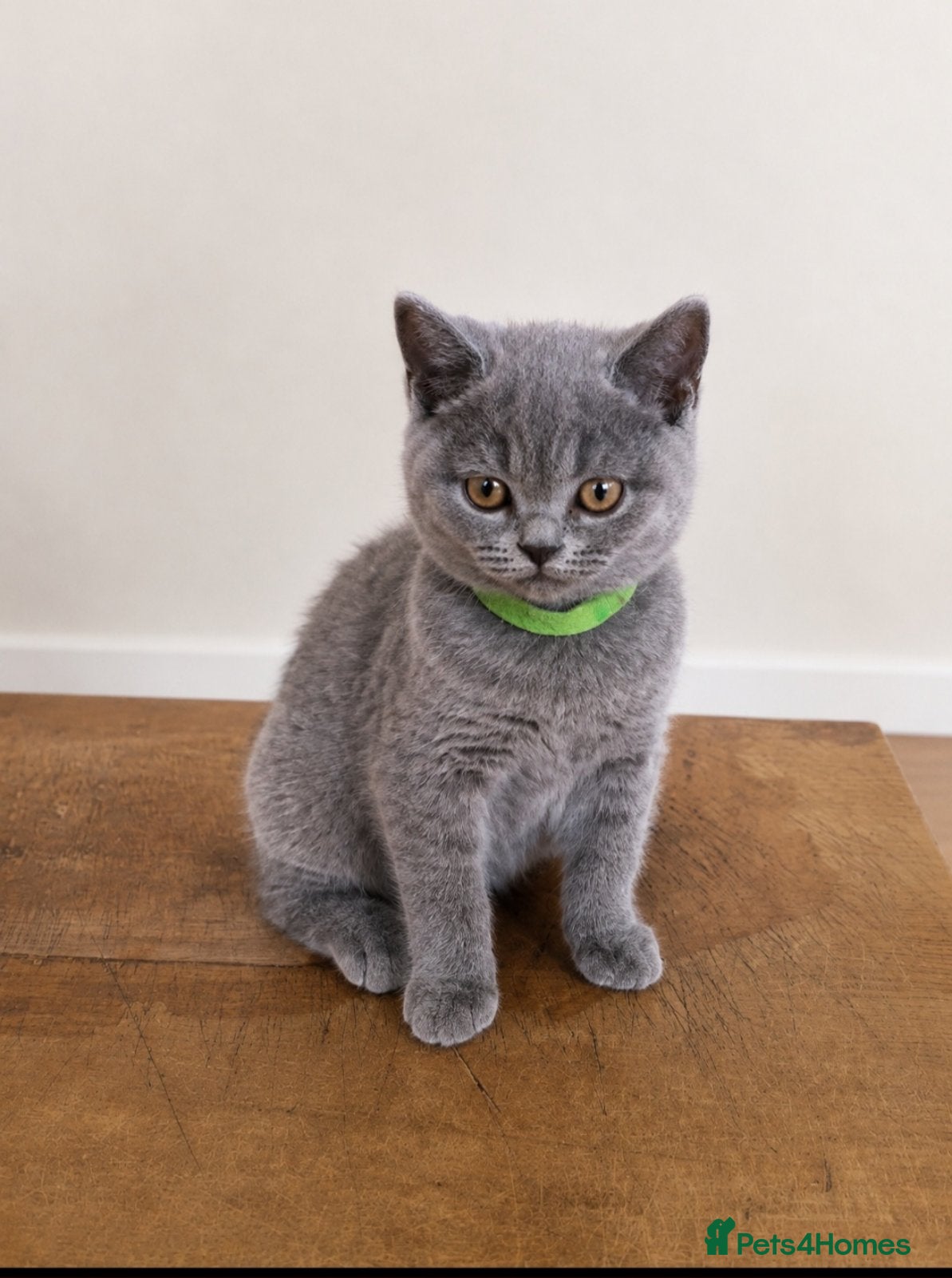 British Shorthair cats Our Little British Treasures  - Advert 2
