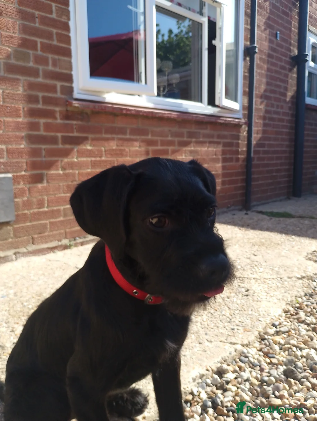 Mixed Breed dogs for sale: 8 month old male Labrador  ** tiff  in Diss - Advert 2