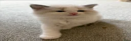 Ragdoll cats for sale: Ragdoll kittens - Advert 5