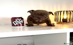 American Bully dogs for sale: Micro Exotic Bully ABR Females - Image 6