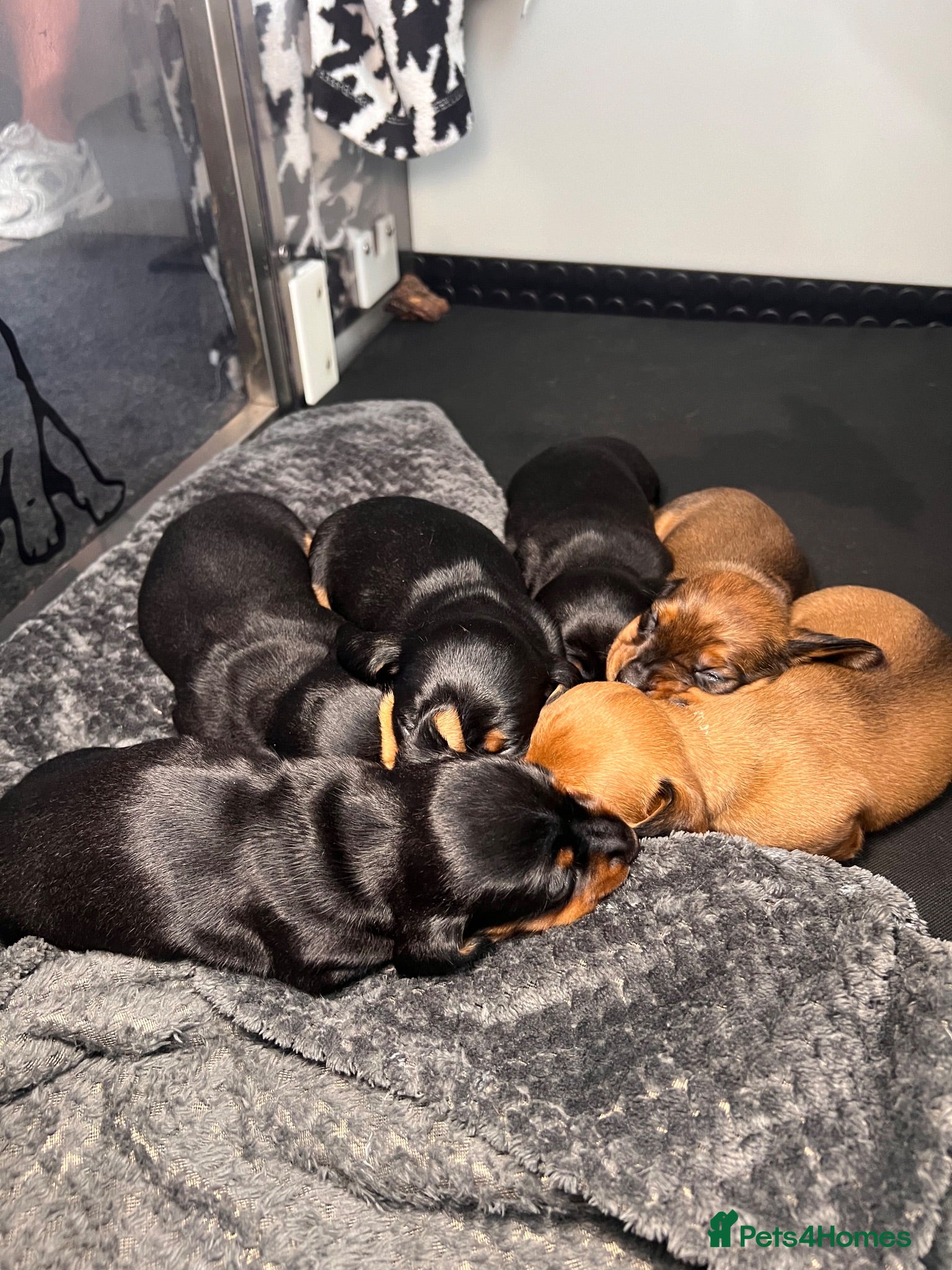 Miniature Dachshund dogs Miniature dachshund puppies - Advert 1
