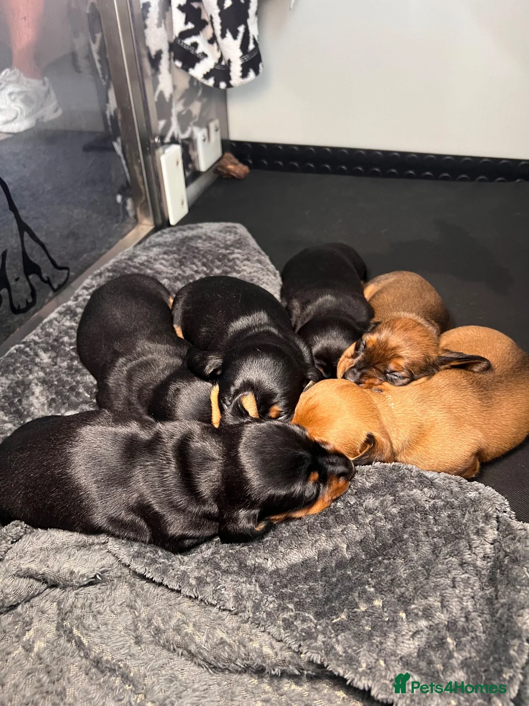 Miniature Dachshund dogs for sale: Miniature dachshund puppies - Advert 1