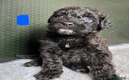 Portuguese Water Dog dogs for sale: Portuguese Water Dog Puppies For Sale - Image 7