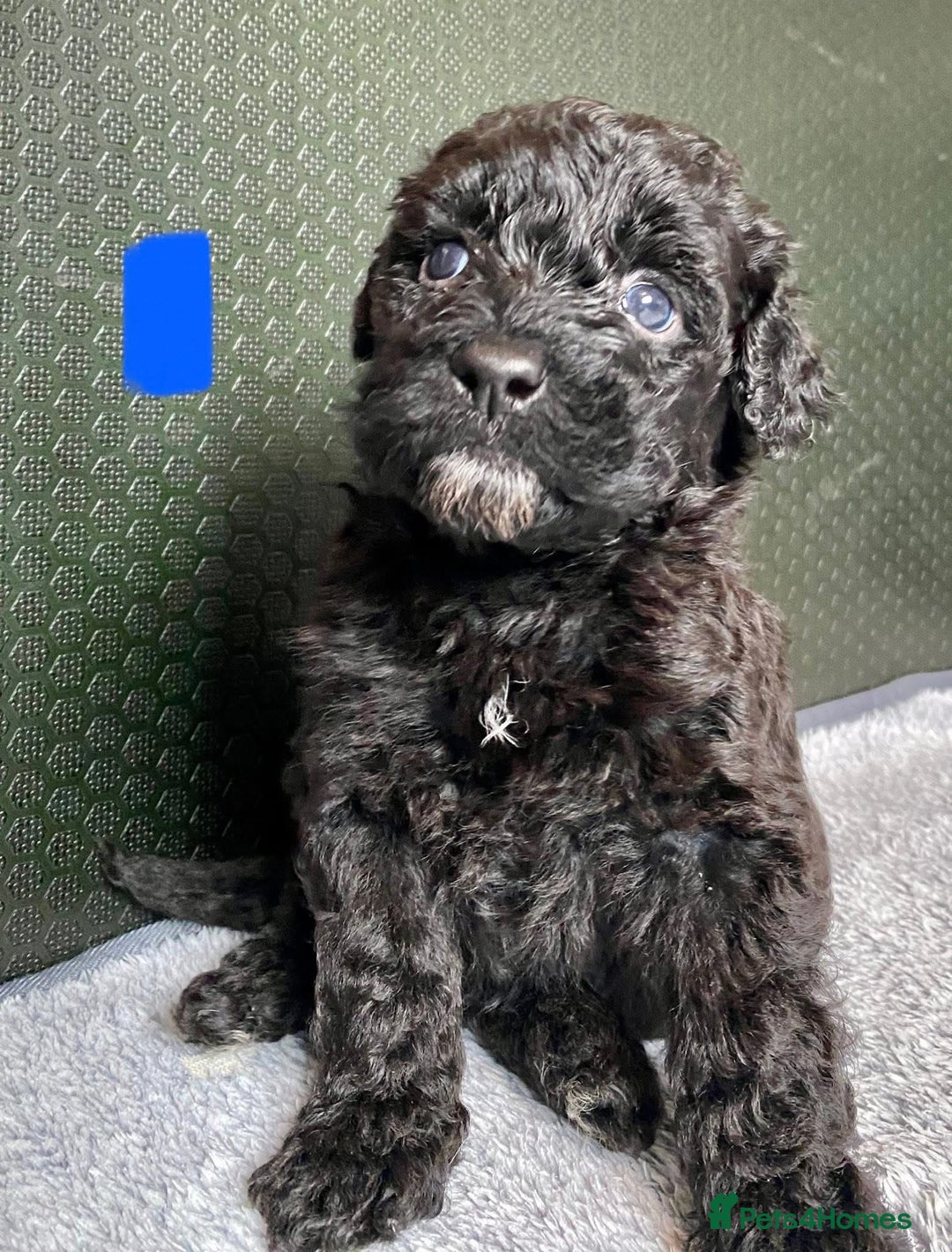 Portuguese Water Dog dogs for sale: Portuguese Water Dog Puppies For Sale - Image 7