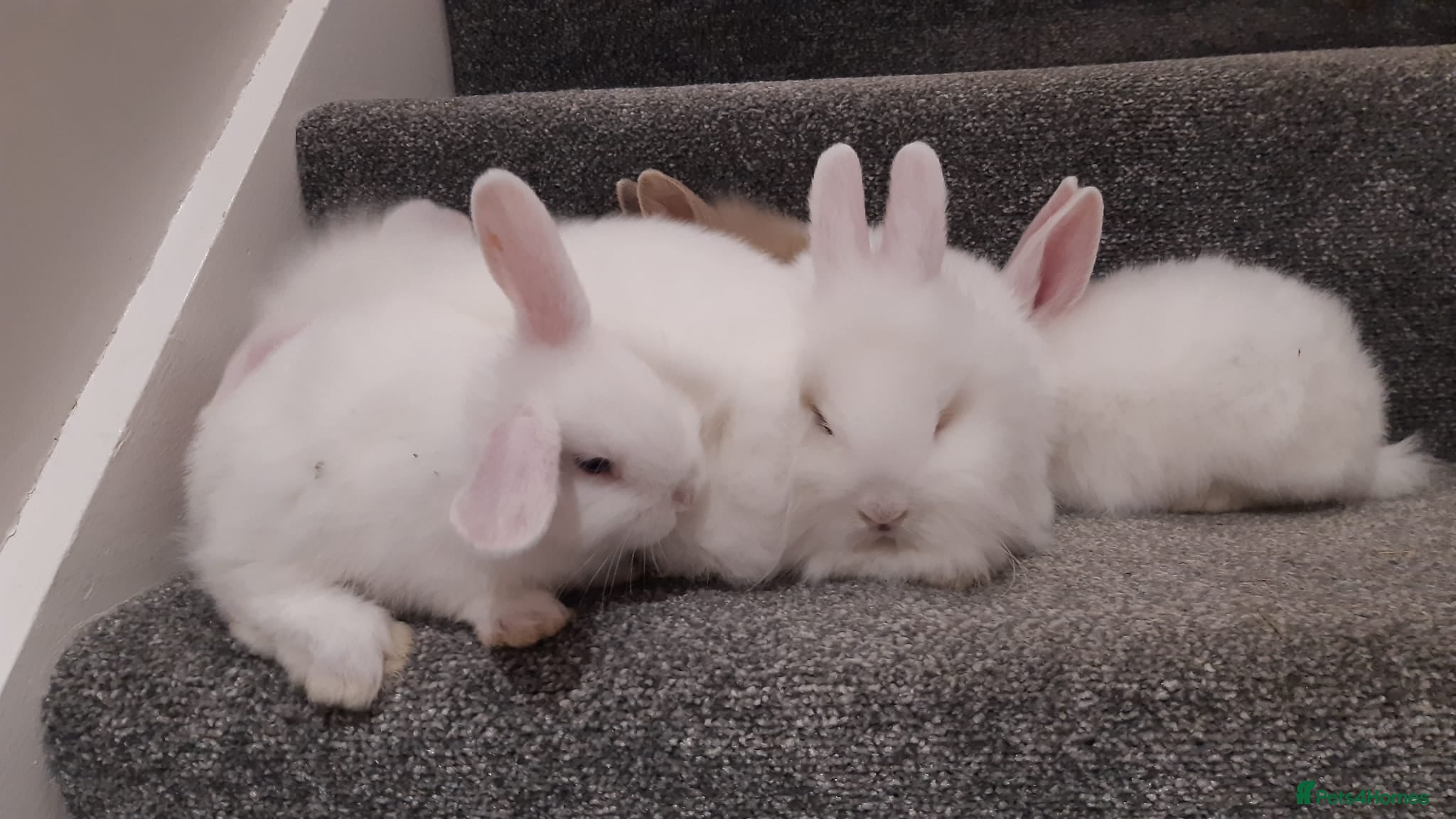 Mixed Breed rabbits Rabbits, Lion head x Lop eared Baby Bunnies.  - Advert 2