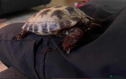 Tortoise reptiles for sale: Female Horsefield tortoise  - Image 3