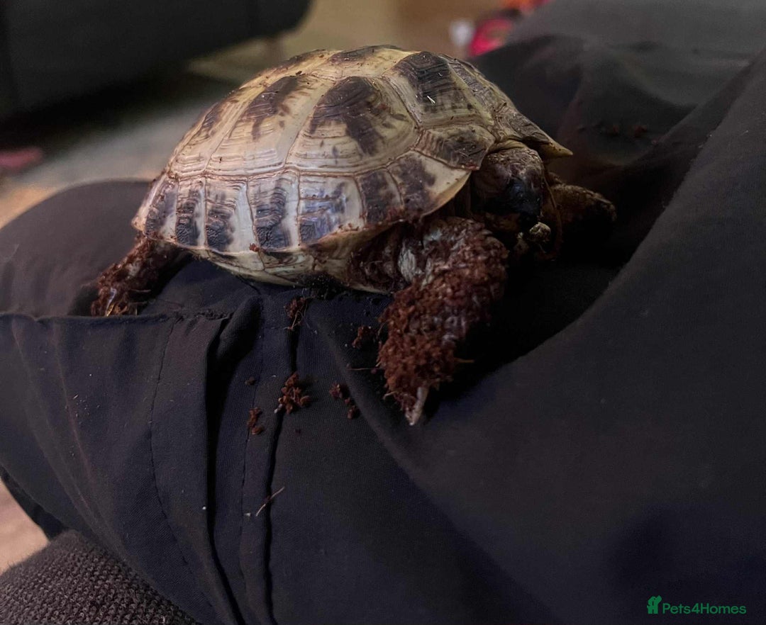 Tortoise reptiles for sale: Female Horsefield tortoise  - Image 3