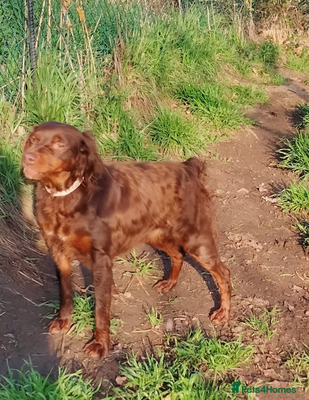 Brittany Spaniel dogs for adoption: Diana, a lovely young Brittany - Advert 4