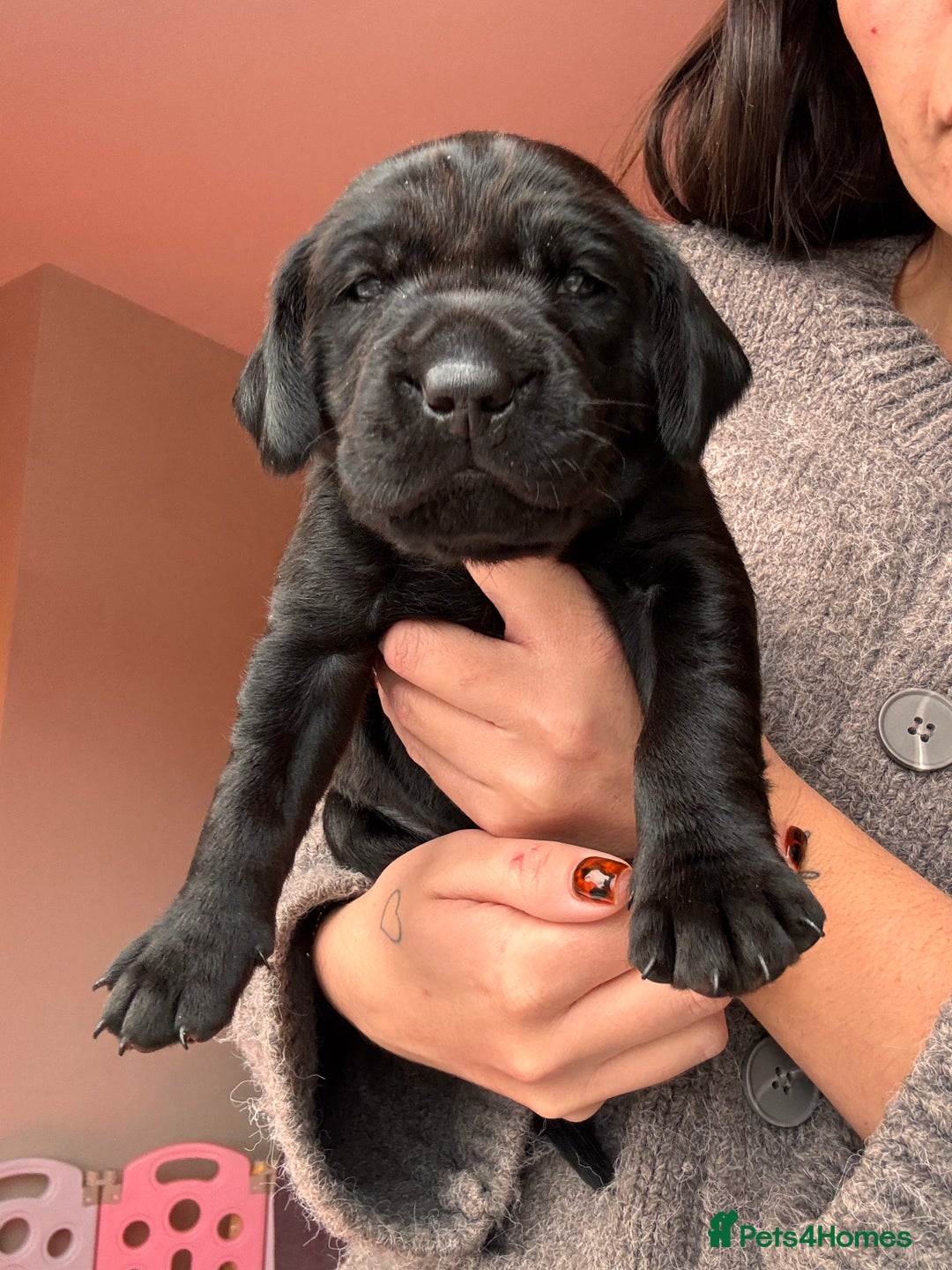 Labrador Retriever dogs for sale: Beautiful KC Labs / DRAKESHEAD - 1 BOY LEFT! - Advert 24