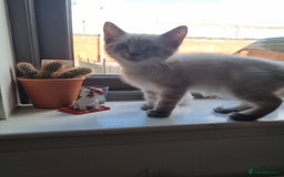 Ragdoll cats for sale: Ragdoll X Bengal - Image 8