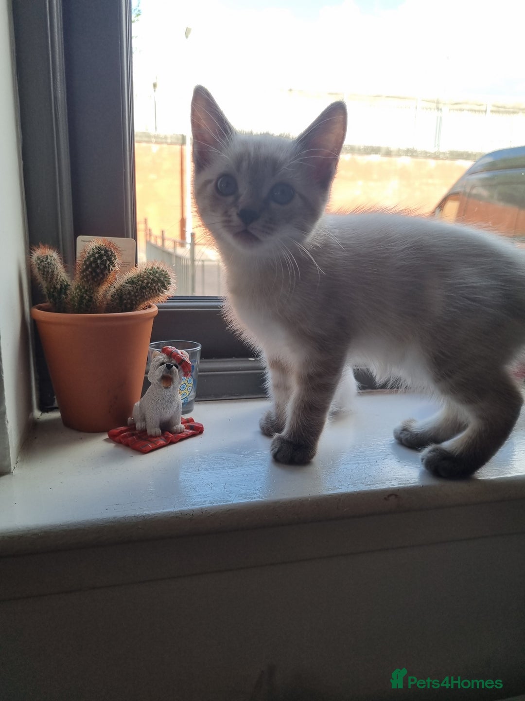 Ragdoll cats for sale: Ragdoll X Bengal - Image 8