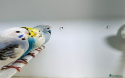 Budgerigars birds for sale: Stunning baby rainbow/pied budgies  in Luton - Image 4