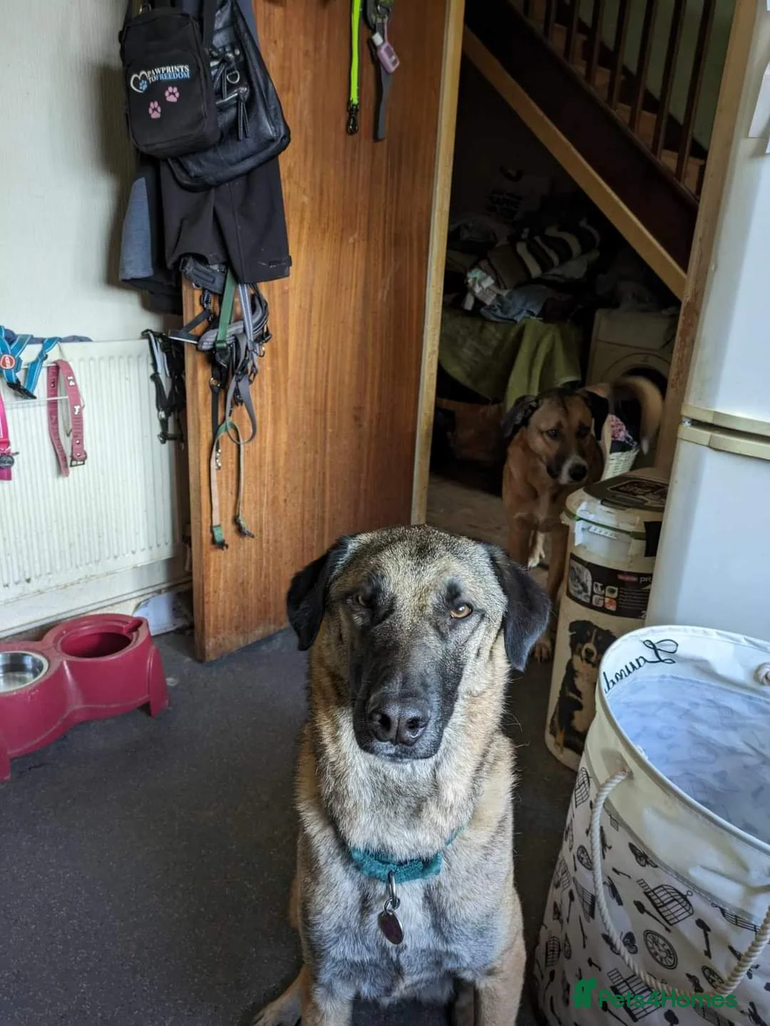 Mixed Breed dogs for adoption: Meet Pickle, currently residing in Wales in Barry - Advert 12