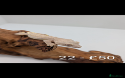 Gecko reptiles for sale: Beautiful baby crested geckos! - Image 21