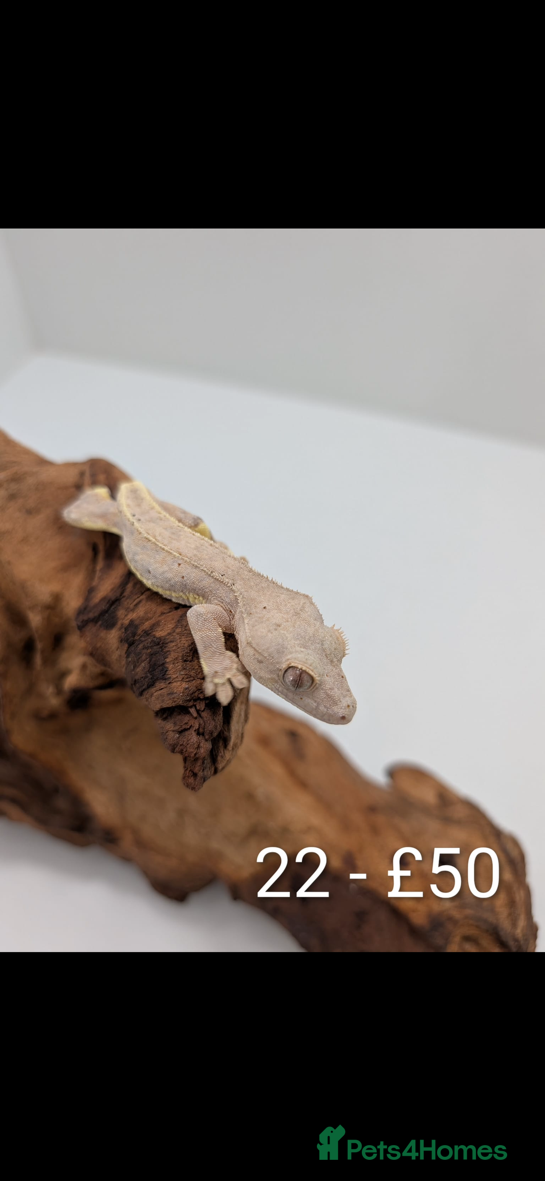 Gecko reptiles for sale: Beautiful baby crested geckos! - Image 21