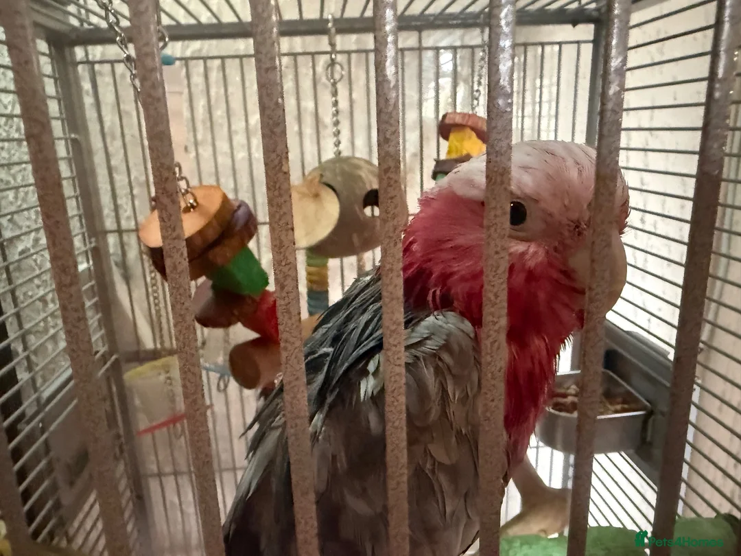 Cockatoo birds for sale: Galah cockatoo  in Stoke-on-Trent - Advert 2