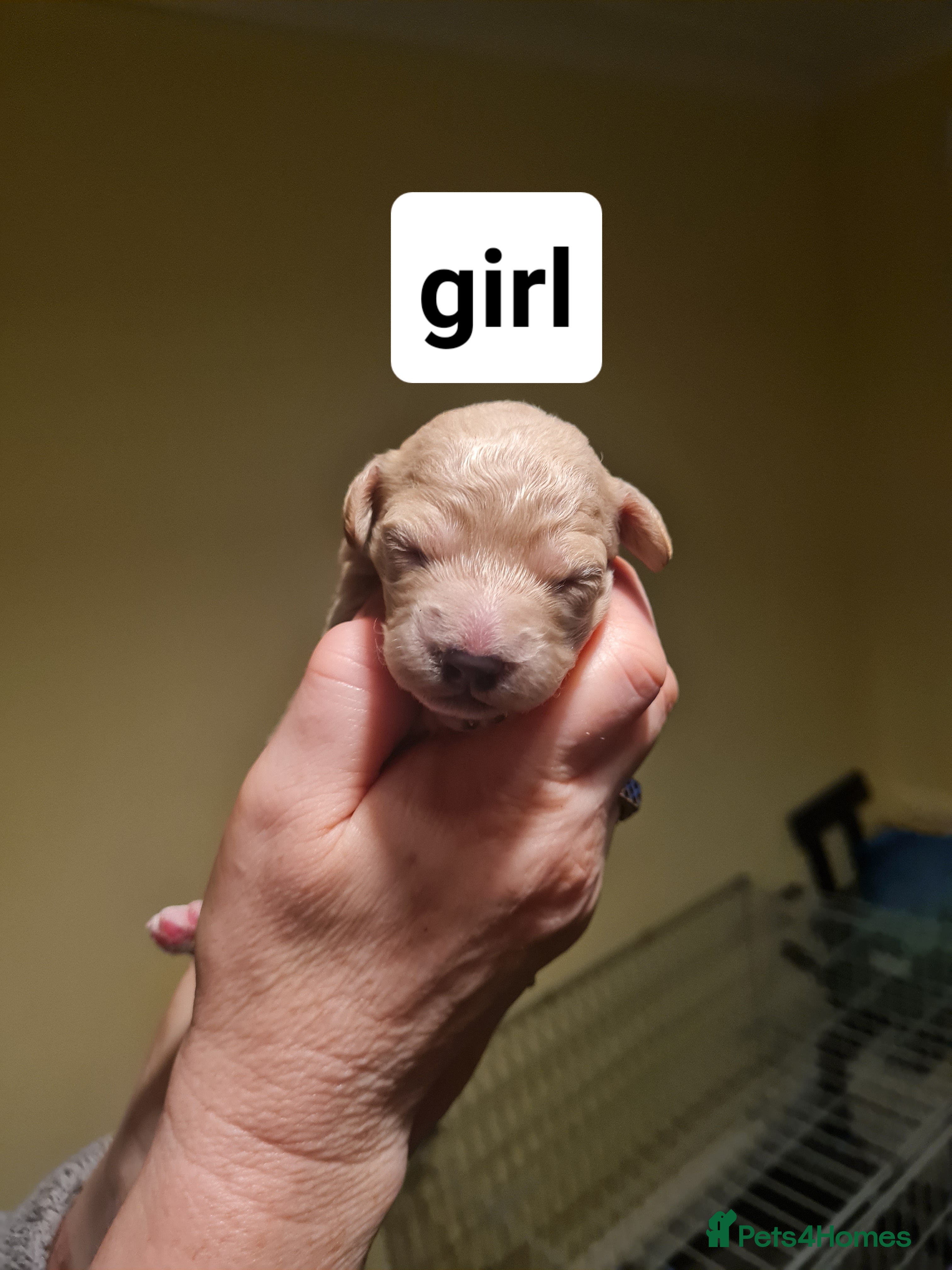 Poochon dogs 4 beautiful fluffy poochon puppies for sale - Advert 4