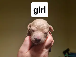 Poochon dogs 4 beautiful fluffy poochon puppies for sale - Advert 4