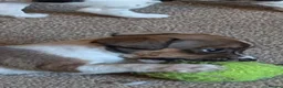 Jack Russell dogs for sale: Docked (vet papers)Traditioal Jack Russel  - Advert 4