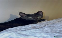 Mixed Breed cats for sale: Stunning Female Black Kitten  - Advert 3