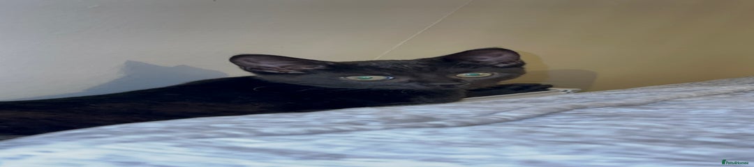 Mixed Breed Kitten 1