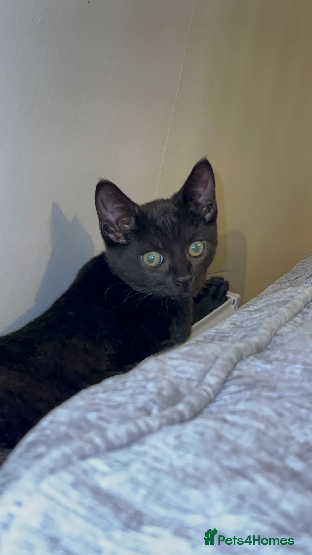 Mixed Breed cats for sale: Stunning Female Black Kitten  - Advert 3