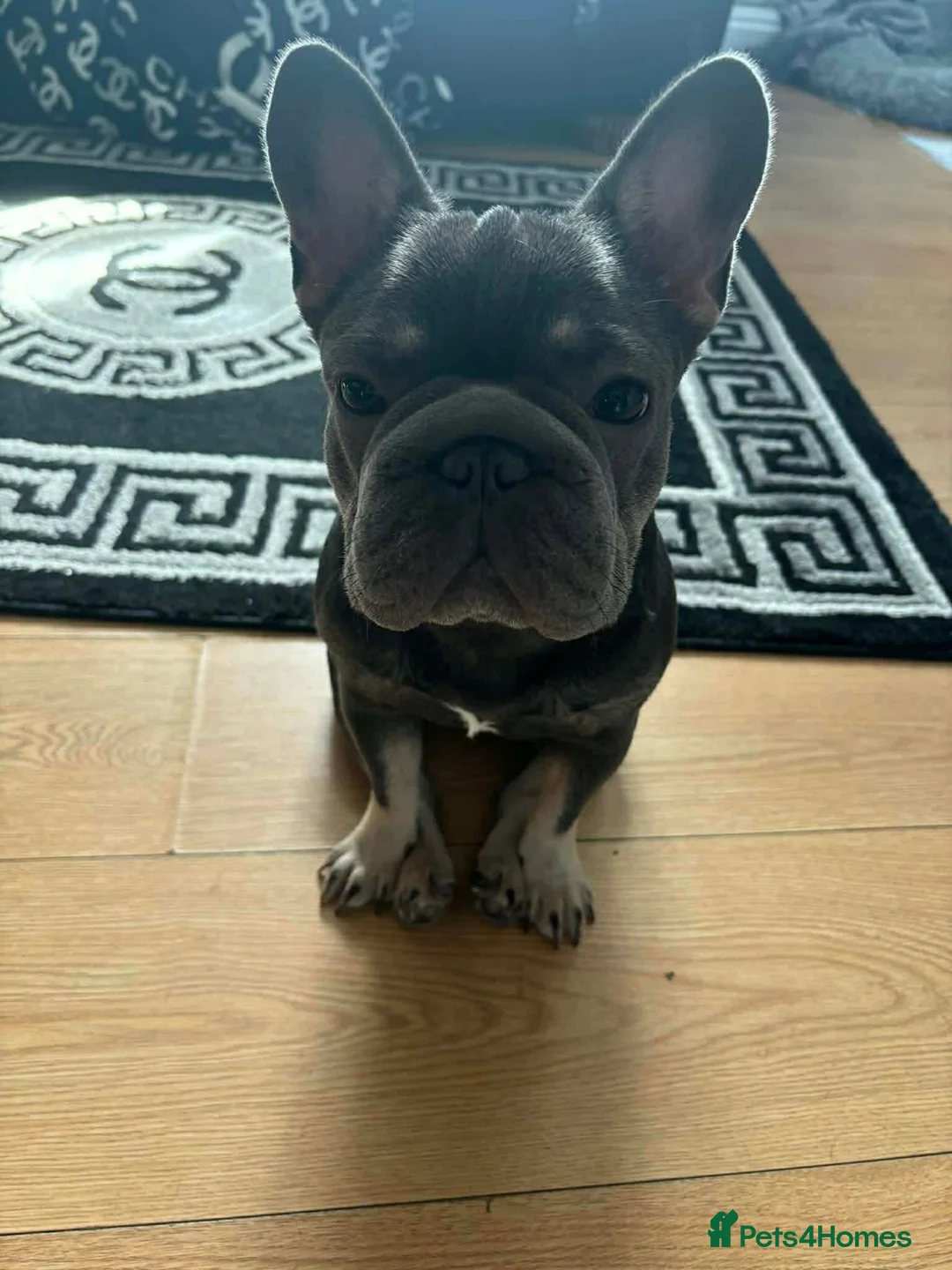 French Bulldog dogs for sale: French bulldog female  in London - Advert 2