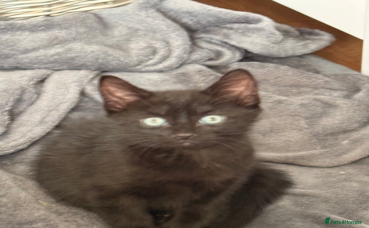 Domestic Shorthair cats - Advert 4