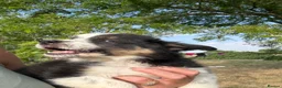 Border Collie dogs for sale: Beautiful Tri Border Collies looking for 5⭐️ homes - Advert 16