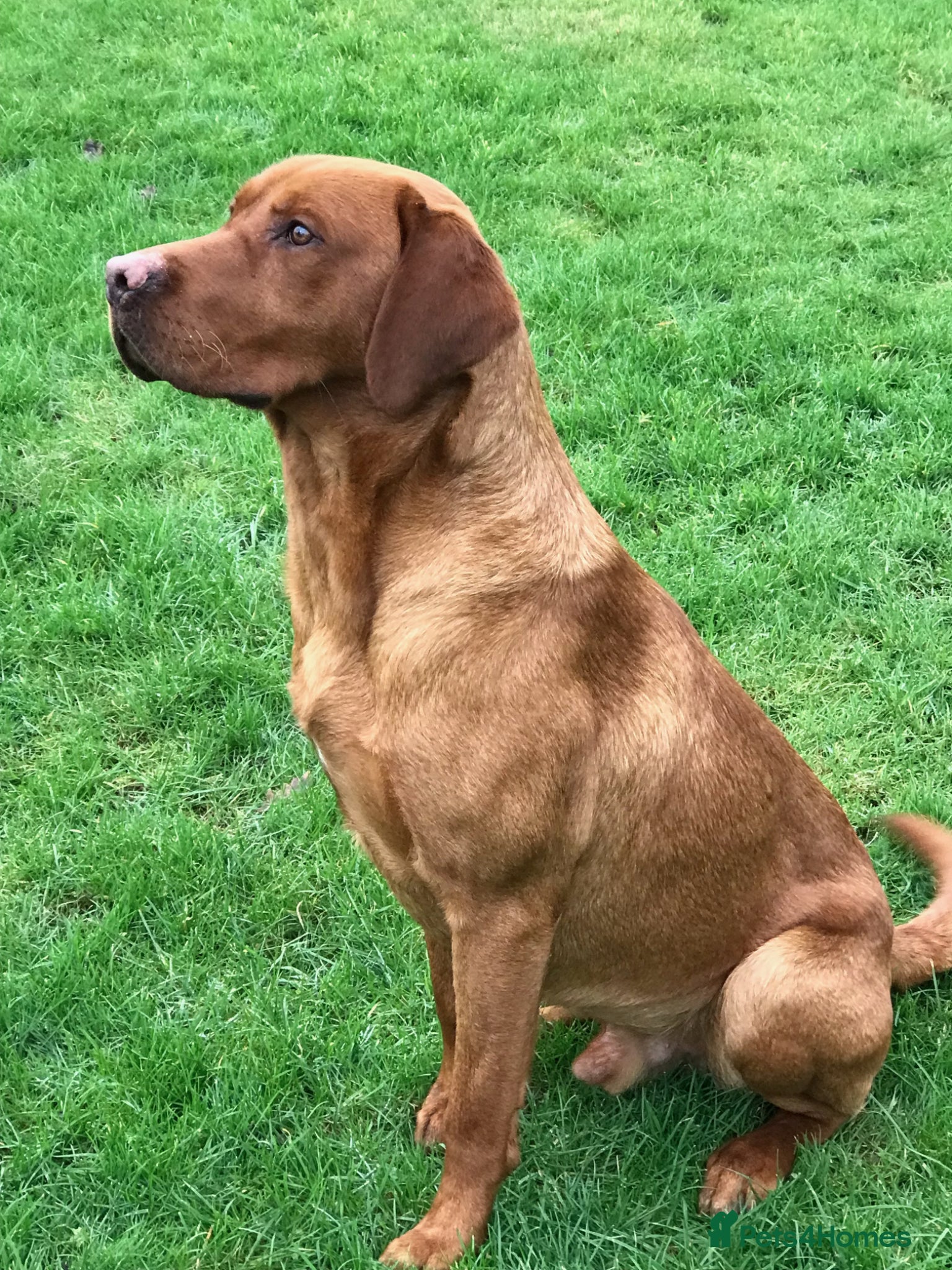 Labrador Retriever dogs CLAYBROW RED ROOSTER available for Stud - Advert 2