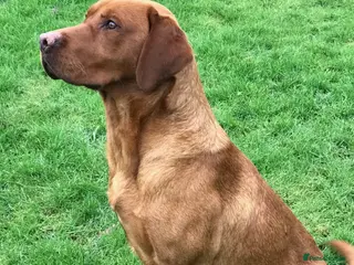 Labrador Retriever dogs CLAYBROW RED ROOSTER available for Stud - Advert 1