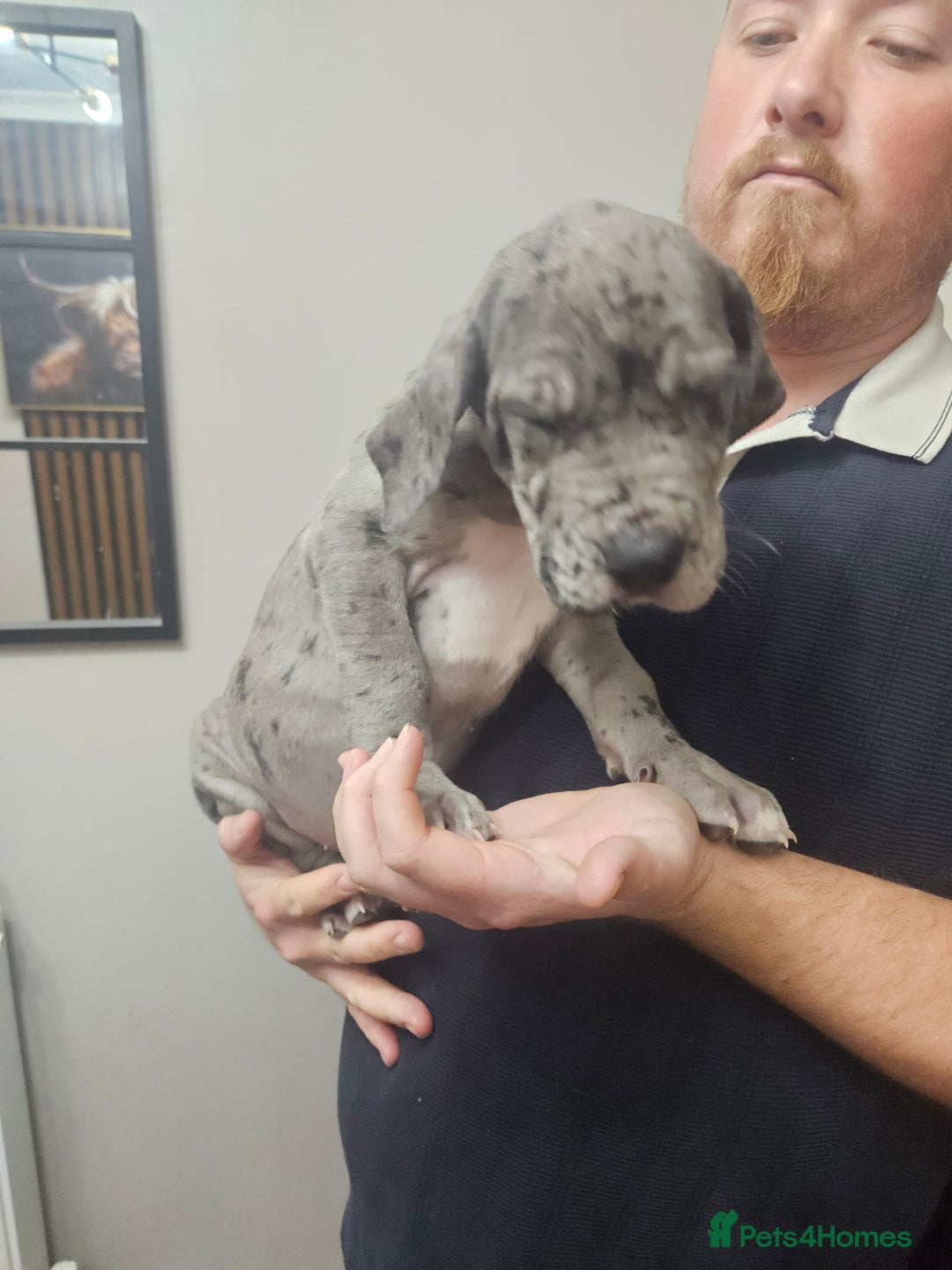 Great Dane dogs for sale: Great dane puppies  - Image 38
