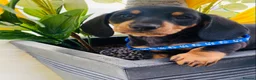 Miniature Dachshund dogs for sale: STUNNING Miniature Dachshund Puppies!!! - Advert 21