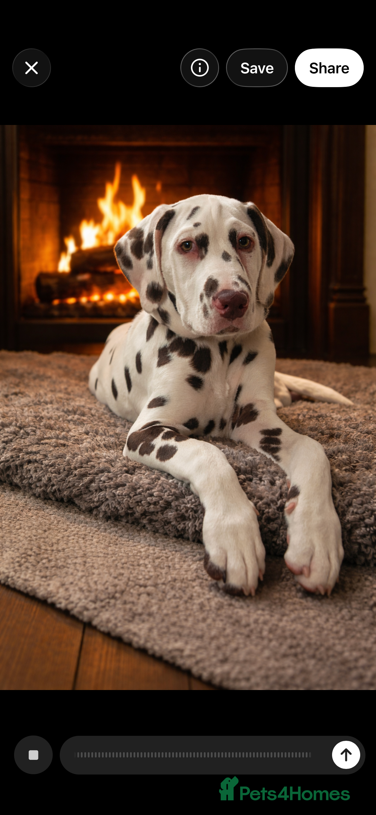 Dalmatian dogs This is an all liver litter of Dalmatian puppies - Advert 1