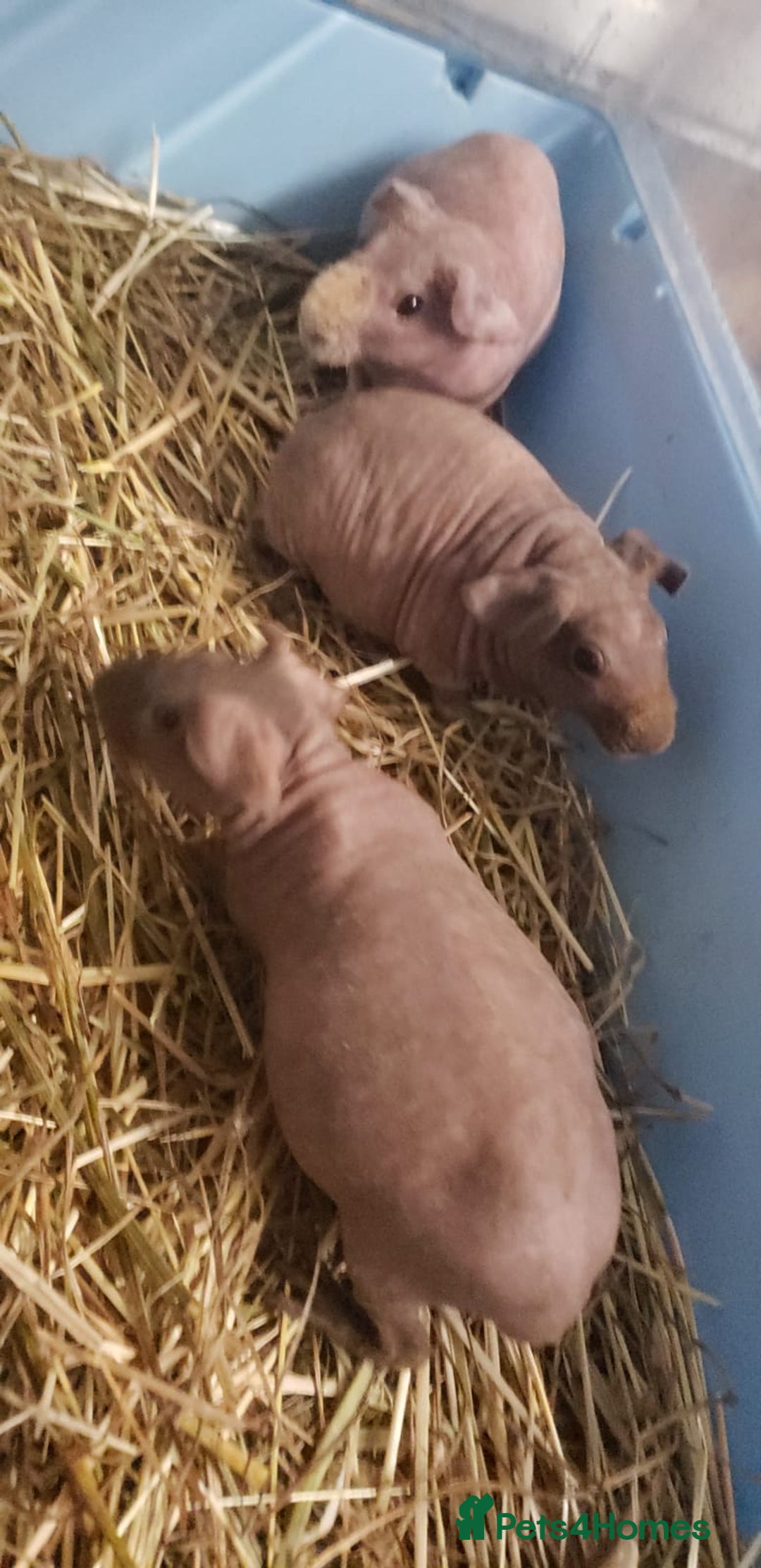 Guinea Pig rodents for sale: Skinny Pig Females/Male available  - Advert 2