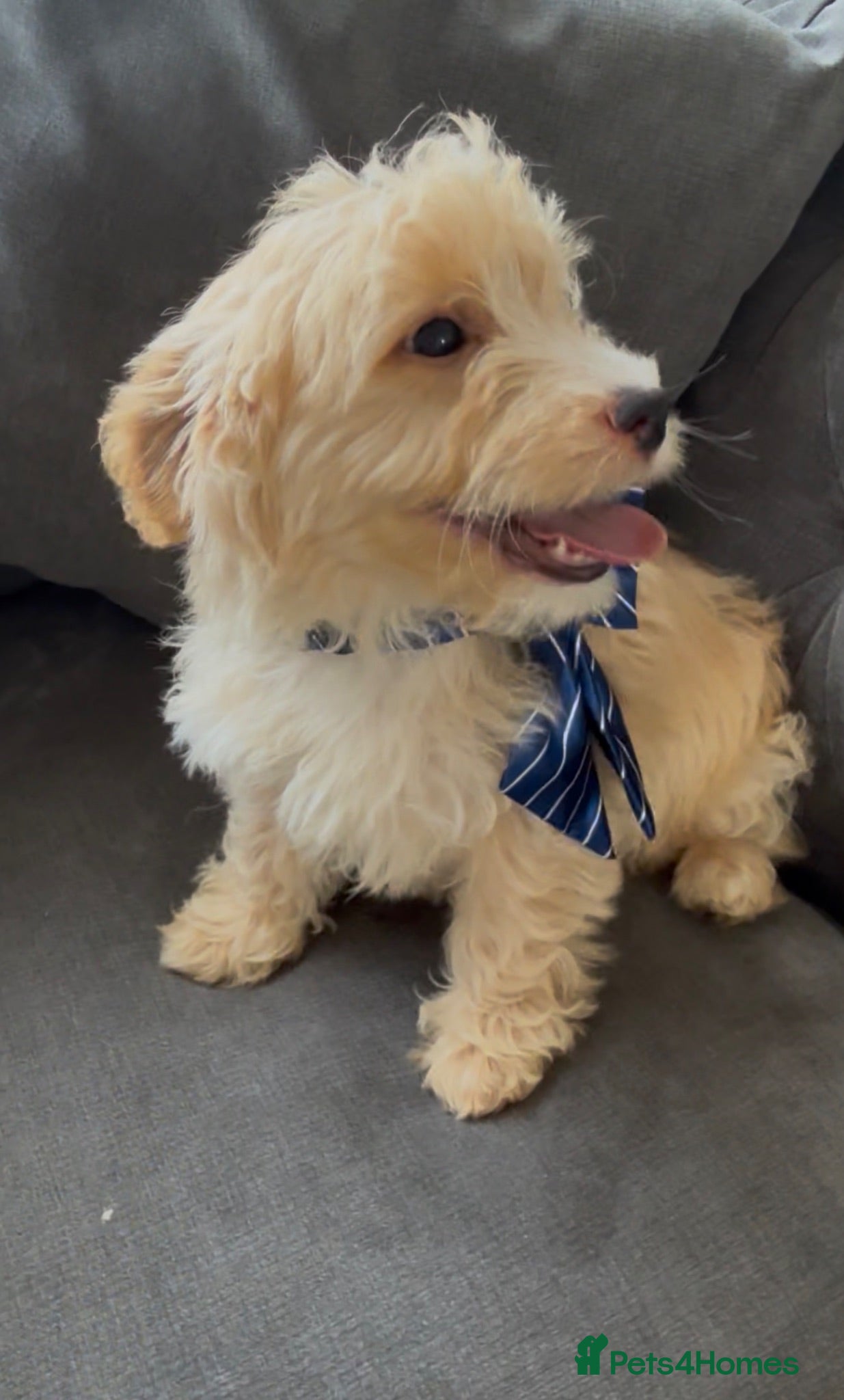 Cavapoo dogs 🌟 last beautiful cavapoo boy 🌟 - Advert 13