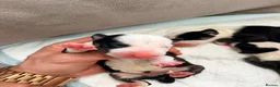 English Bull Terrier dogs for sale: English bullterrier quality puppies  - Advert 11