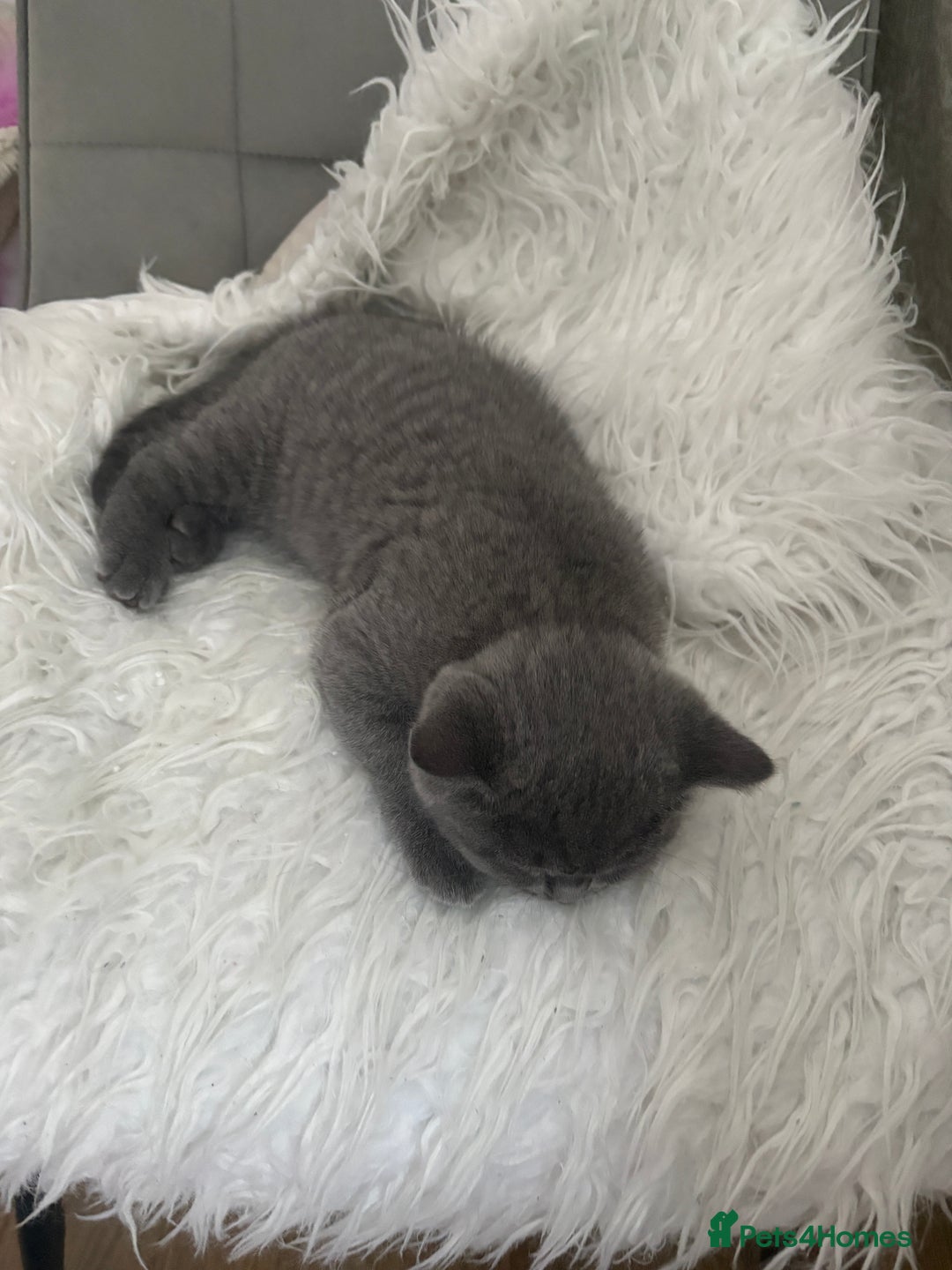 British Shorthair cats for sale: BSH Kittens: Cream Boy & Blue-Grey Girl - Advert 9