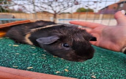 Guinea Pig rodents for sale: 3 guinea pigs for sale - Image 4