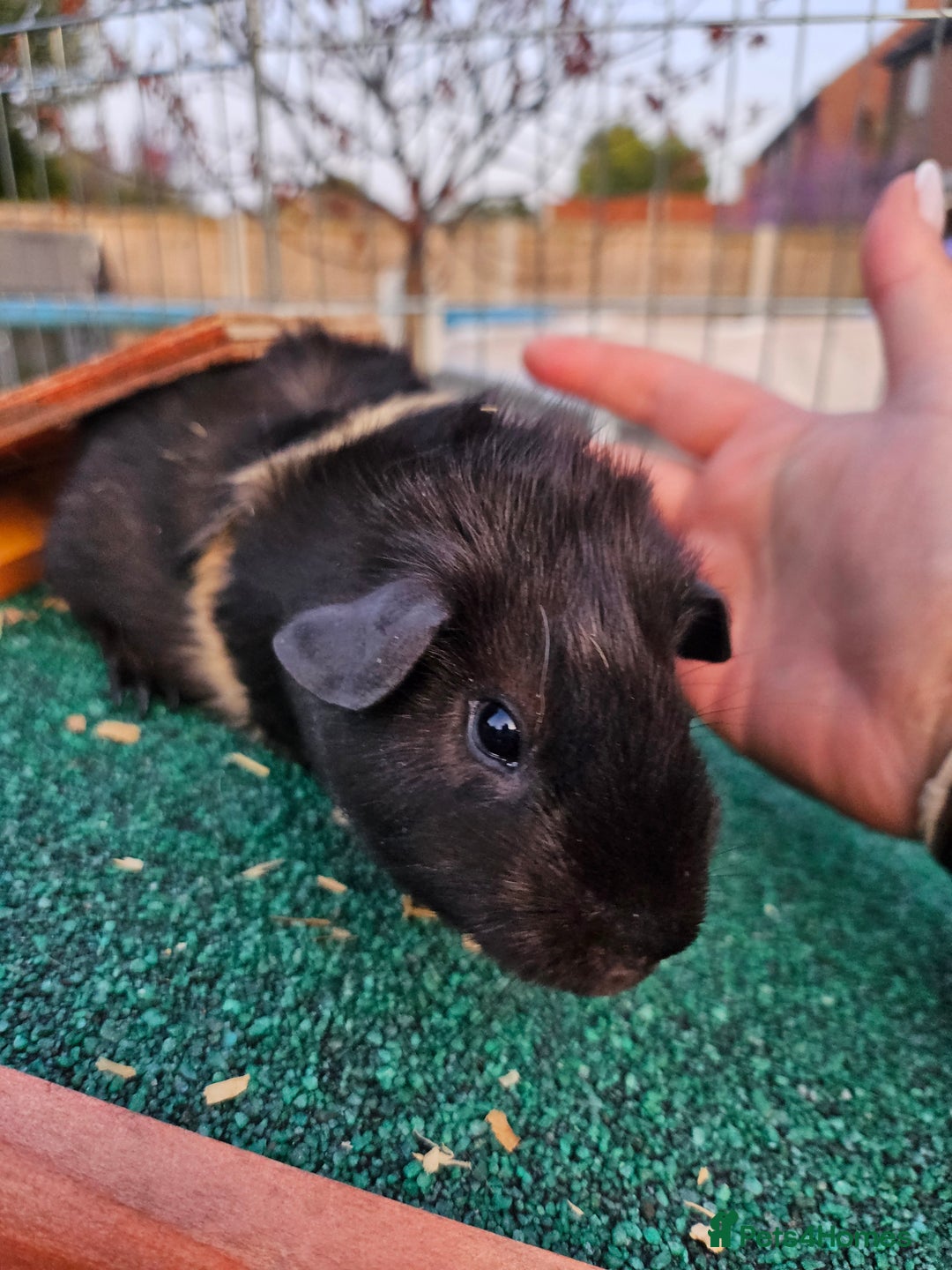 Guinea Pig rodents for sale: 3 guinea pigs for sale - Image 4