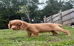 Cocker Spaniel dogs for sale: Wonderful Working Cocker Spaniel Puppies. 3 Boys - Image 1