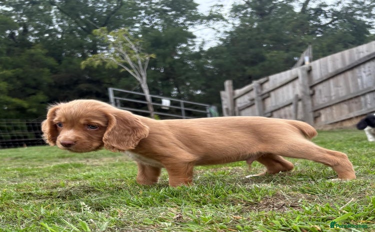 Cocker Spaniel dogs - Advert 1
